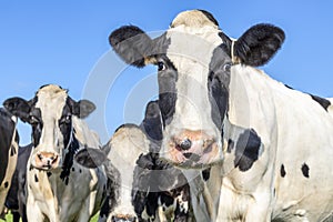 Milk cows head shot, together looking curious at camera, big head and large nose and blue background