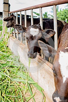 Milk cows in local Thai farm with dirty cow dunk