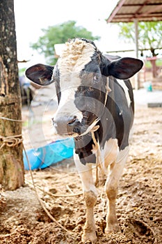 Milk cows in local Thai farm with dirty cow dunk