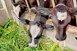 Milk cows in local Thai farm with dirty cow dunk