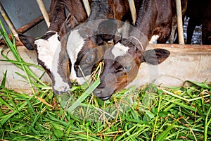 Milk cows in local Thai farm with dirty cow dunk