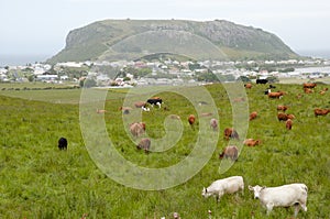 Milk Cows - Stanley - Tasmania