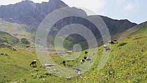 Milk and dairy bio products,cows in the alps graze in a meadow in the mountains,eat green grass