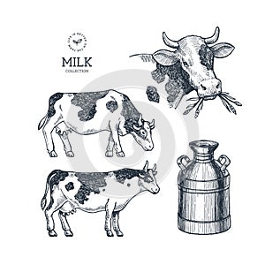 Milk farm collection. Cow engraved illustration. Vintage husbandry. Vector illustration
