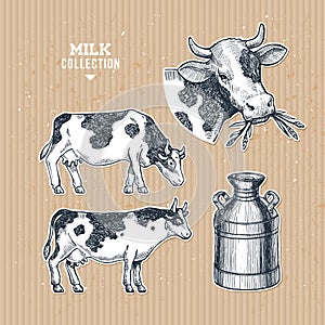 Milk farm collection. Cow engraved illustration. Vintage husbandry. Vector illustration