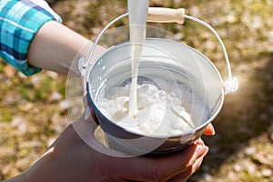 Milk flows into the bucket milkers.