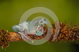 Milk Frog Trachycephalus resinifictrix from the Amazon area amazon