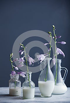 Milk in glass bottles and blue flowers against dark background