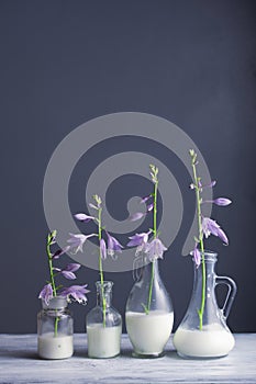 Milk in glass bottles and blue flowers against dark background photo