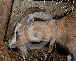 Milk goat a popular dutch hybrid breed, goat eating hay