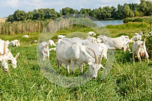 Milk goats on a pasture