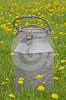 Milk jug in meadow
