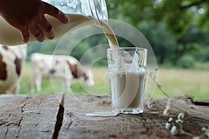 Milk from jug pouring into glass on table with cow on the meadow in the background. Glass of milk on wooden table