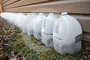 Milk jugs used for seed starting photo