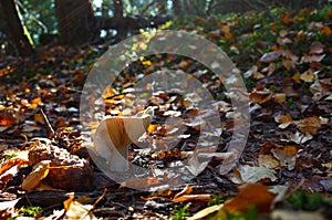 Milk mushroom Lactarius vellereus in forest