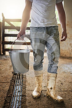 This milk needs to be processed. Cropped shot of an unrecognizable male farmhand carrying a pail of milk in the barn.