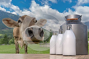 Milk production in farm. Cow in meadow and bottles with milk in foreground