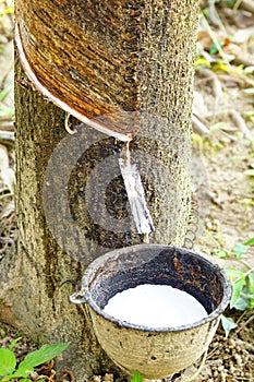 Milk of rubber tree into a bowl.