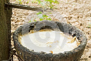 Milk of rubber tree into bowl