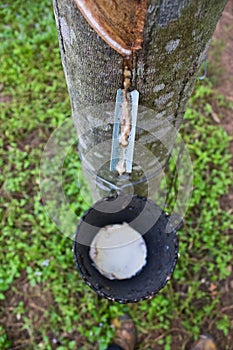 Milk of rubber tree flows into a bowl