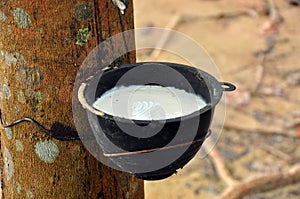 Milk of rubber tree