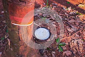 Milk of rubber tree flows into a bowl