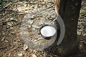 Milk of rubber tree flows into a bowl