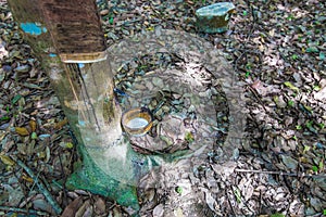 Milk of rubber tree flows into a bowl