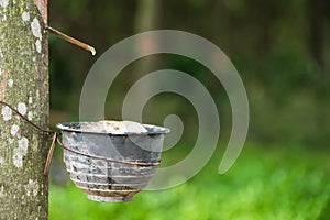 Milk of rubber tree flows into a plastic bowl.