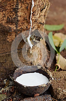Milk of rubber tree