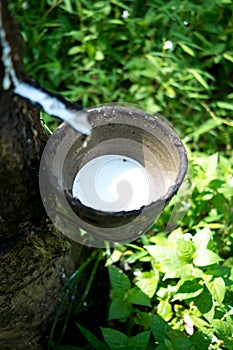 Milk of rubber tree
