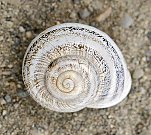 Milk Snail in summer aestivation