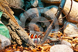 Milk Snake in aquarium Kaliningrad Zoo