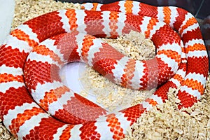 Milk Snake. cute animal. Lampropeltis Trangulum Spp.