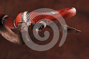 Milk snake and its tongue