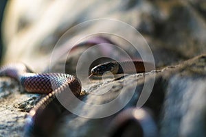Milk snake, Lampropeltis triangulum close-up portrait photo