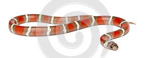 Milk Snake, Lampropeltis triangulum nelsoni photo