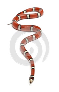 Milk snake or milksnake, Lampropeltis triangulum