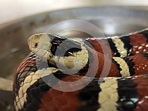 The Milk snake, Milksnake Lampropeltis triangulum elapsoides, Scharlachrote Konigsnatter or Scharlachrote Koenigsnatter