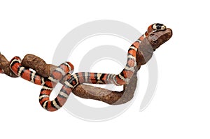 Milk snake with smooth and shiny scales