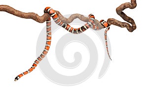 Milk snake with smooth and shiny scales