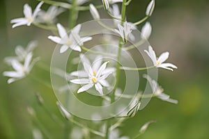 Milk star Ornithogalum ponticum Sochi, close-up of starry white flowers
