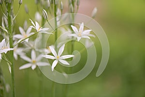 Milk star Ornithogalum ponticum Sochi, flowers