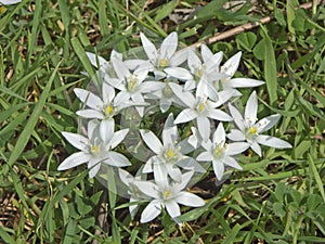 Ornithogalum standing on green meadow photo