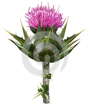 Milk thistle