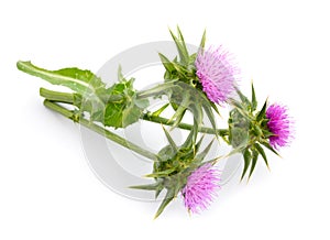 Milk thistle