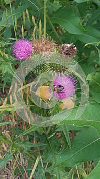 Milk thistle with Bumble Bee