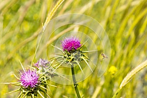 Milk Thistle (Centaurea iberica) with a bee on spring