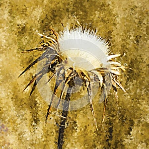 Milk thistle dried by the heat of summer