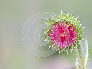 Milk Thistle flower